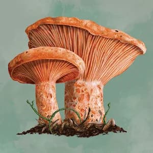 Mycelia: The Board Game